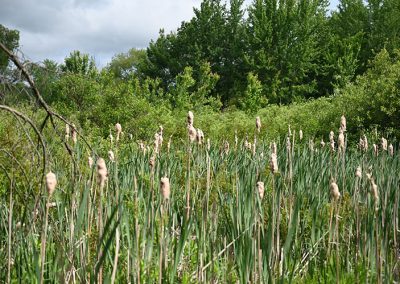 Lydick Bog Cattails