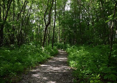 Lydick Bog Trail